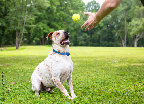 A person throwing a ball to an Australian Cattle Dog mixed breed dog photo