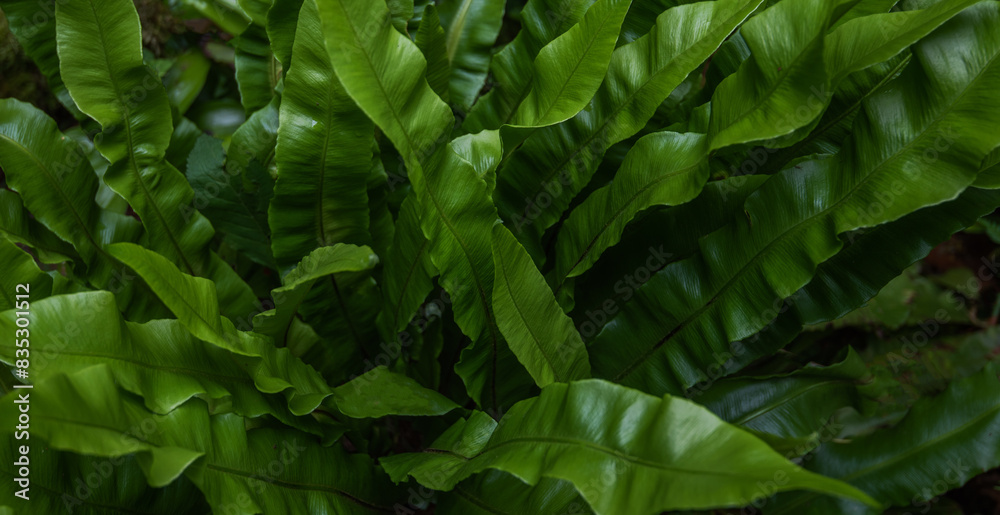 Green leaves pattern background, natural background. Close-up view of nature against the background of green leaves. Tropical leaf. Green leaves pattern background, natural background. Close-up view of nature against the background of green leaves. Tropical leaf.