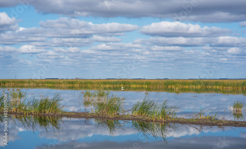 Water plants in the lake. Plants in the lake, green reeds on lake outdoors. Bright day under a long blue sky. White fluffy clouds are reflecting in the lake. Beautiful summer background.