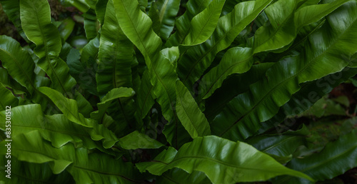 Green leaves pattern background  natural background. Close-up view of nature against the background of green leaves. Tropical leaf.