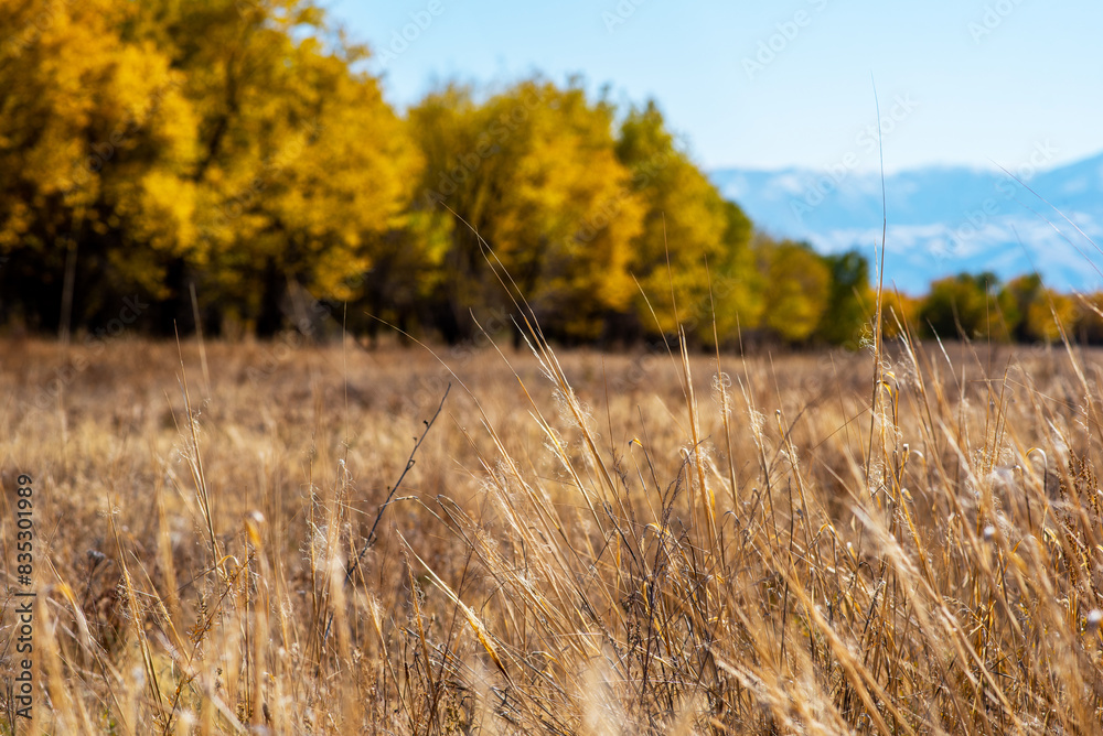 Obraz premium Selective focus of tall grass waving in the wind. Yellow wild grass against the backdrop of a autumn tress and mountain range. Beautiful landscape with amazing cloudy sky.