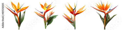 Collection set of Bird of paradise flower isolated on transparent background