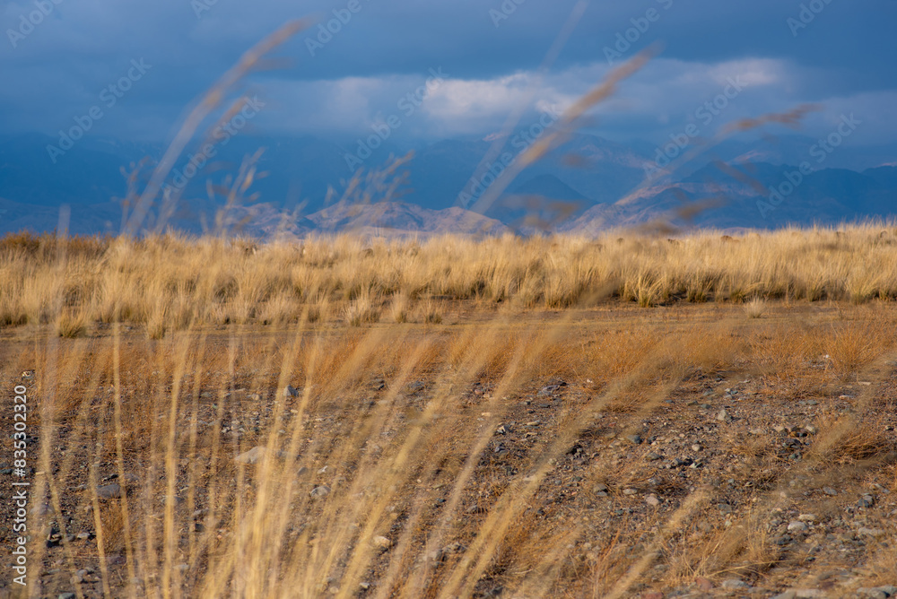 Obraz premium Selective focus of tall grass waving in the wind. Yellow wild grass against the backdrop of mountain range. Beautiful landscape with amazing cloudy sky.