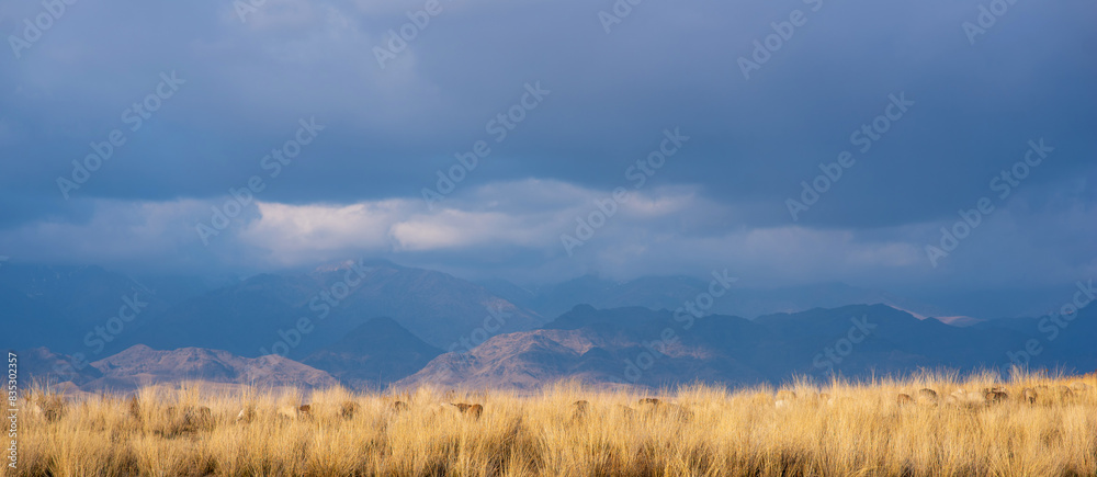 Landscape of the Tibetan Plateau. An amazing view of a desolate plain with dry grass and sheep in the foreground and mountains in the distance under storm sky.