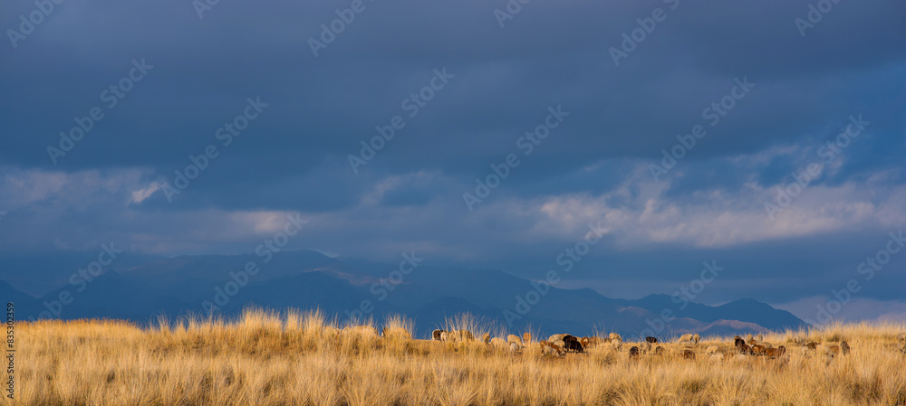 Landscape of the Tibetan Plateau. An amazing view of a desolate plain with dry grass and sheep in the foreground and mountains in the distance under storm sky. Landscape of the Tibetan Plateau. An amazing view of a desolate plain with dry grass and sheep in the foreground and mountains in the distance under storm sky.