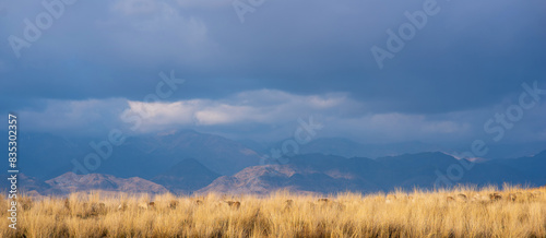 Landscape of the Tibetan Plateau. An amazing view of a desolate plain with dry grass and sheep in the foreground and mountains in the distance under storm sky.