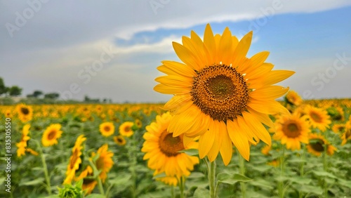  sunflowers blowing in wind under the blue sky in hot summer, Flower or flora background. Agriculture. Huge fields with an infinite sunflower. Agricultural field. High Quality Image