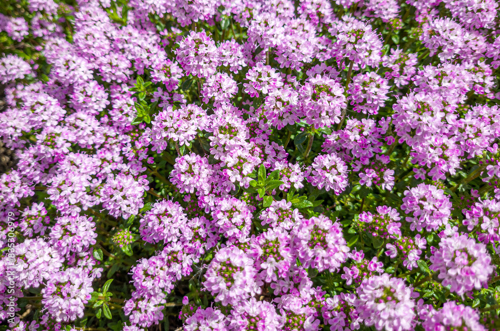 Blühender Kaskadenthymian (Thymus longicaulis ssp. odoratus), Bayern, Deutschland, Europa