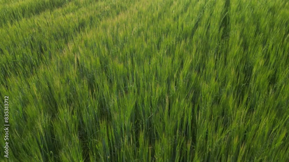 Aerial view of a green cereal field Aerial view of a green cereal field