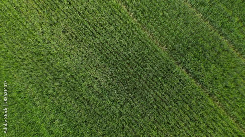 Aerial view of a green cereal field Aerial view of a green cereal field
