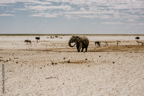 Namibia Etosha National Park Elephant Herd Waterhole photo