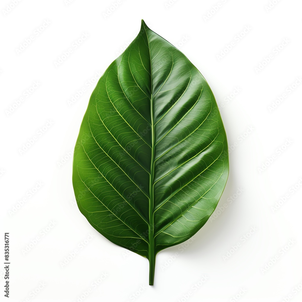 Fototapeta premium A single, dark green leaf with visible veins rests on a solid white background.