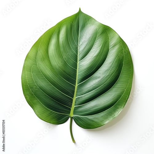 A lush, green leaf isolated on a white background. The leaf has a heart-shaped form and is full of intricate details. photo