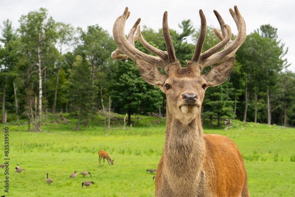 Deer portrait close up shot with selective focus. Wild deer on the green nature background at the Omega park in Quebec, Canada. Majestic fallow deer or dama dama. Deer portrait close up shot with selective focus. Wild deer on the green nature background at the Omega park in Quebec, Canada. Majestic fallow deer or dama dama.