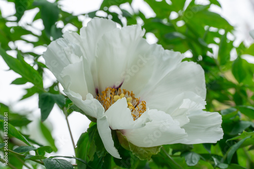 White tree peony blossoms in spring botanical garden. Floral background of delicate flower paeonia suffruticosa. Feng dan bai against of green leaves. Blooming shrub large buds in family paeoniaceae. photo