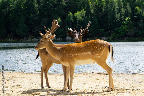 Eropean fallow deers on the nature background. Dama dama deers in Quebec, Canada.  photo