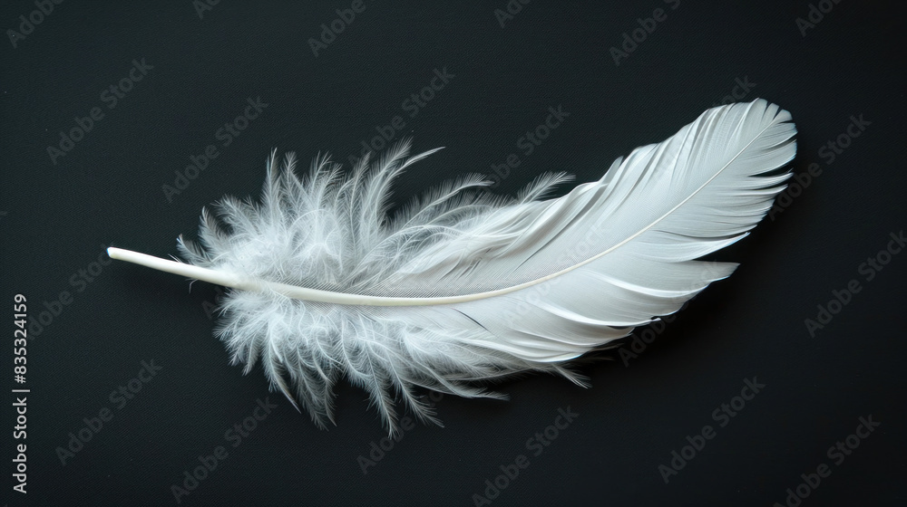 On a black backdrop, a lone white feather stands out On a black backdrop, a lone white feather stands out