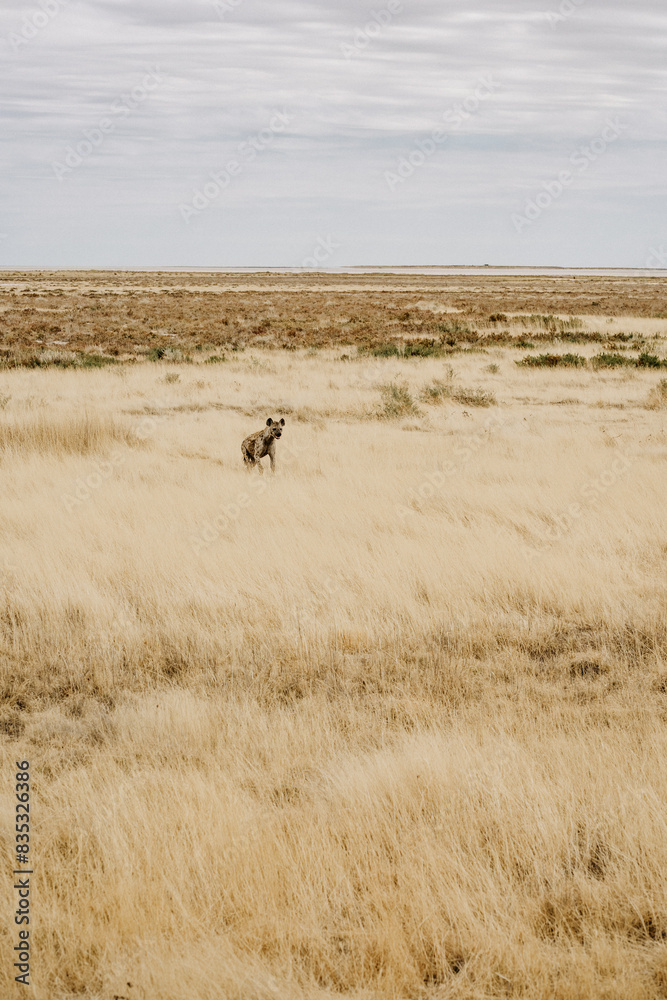 Naklejka premium Namibia Etosha National Parc Hyena