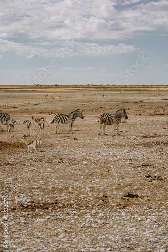 Namibia Etosha National Park Zebras photo