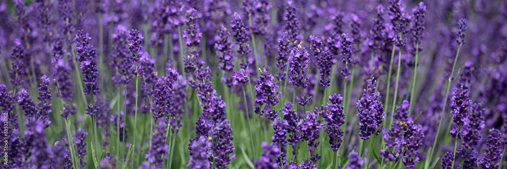 Obraz premium Panorama of flowers of lavender Lavandula angustifolia 'Hidcote' growing in a garden in summer