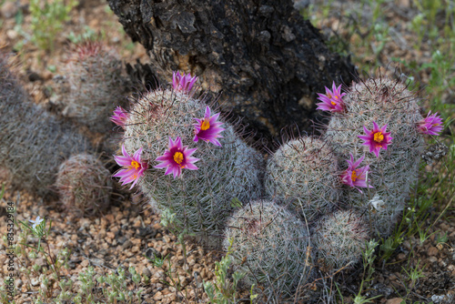 Hedgehog cactus with pink and yellow flowers