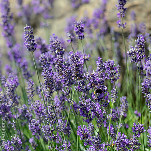 Close up of flowers of Lavandula angustifolia 'Munstead' in a garden mid-summer