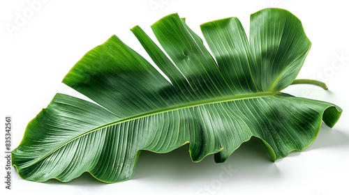 The broad, flat leaf of a banana tree, its smooth texture and vibrant green color highlighted