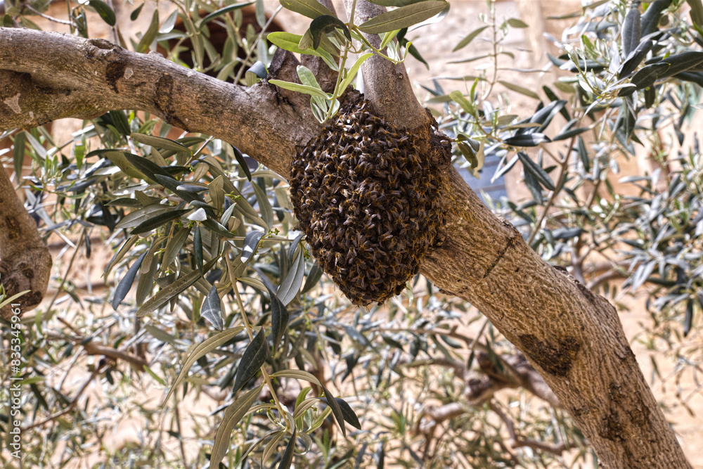 New bee swarm has escaped from the hive and sat on a green tree in a summer day New bee swarm has escaped from the hive and sat on a green tree in a summer day