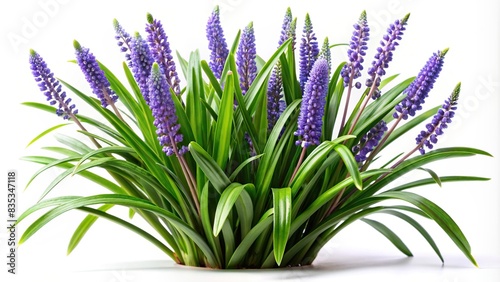 of liriope muscari plant isolated on white background  liriope muscari  botany  horticulture   isolated  white background  plant  garden  nature  greenery  foliage  ornamental plant