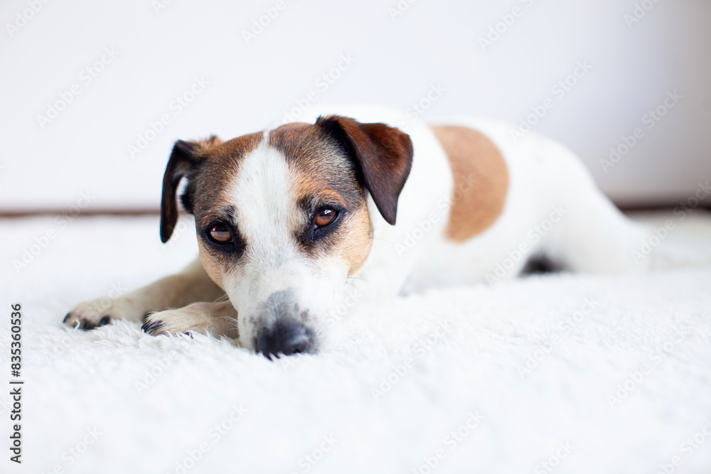 Portrait of sad dog on white blanket