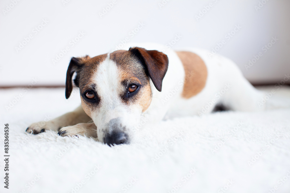 Portrait of sad dog on white blanket Portrait of sad dog on white blanket