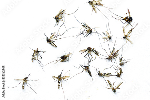 Dead Mosquitoes on White Background - Close-Up of Multiple Dead Insects - Pest Control, Disease Prevention, and Insect Study Concept