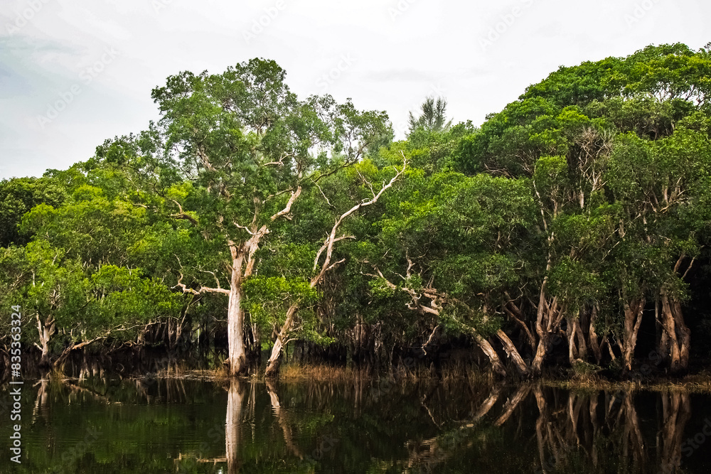 Lush Mangrove Forest Reflected in Calm Water on a Cloudy Day, Dense Green Foliage and Tranquil Natural Scenery, Perfect for Nature, Environment, and Conservation Themes