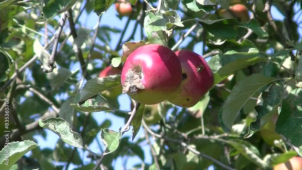 Wasp and butterfly Hummingbird hawk-moth, Macroglossum stellatarum on red apples Jonathan naturally ripening in sunlight on apple tree on sunny day - real time with zoom out.