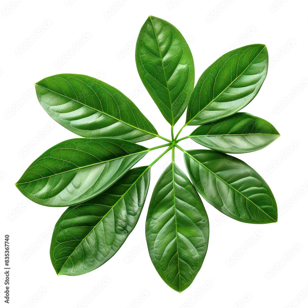 Close-up of a symmetrical green leaf arrangement isolated on white background, showcasing nature's geometric beauty and natural texture. transparent backgrounds Close-up of a symmetrical green leaf arrangement isolated on white background, showcasing nature's geometric beauty and natural texture. transparent backgrounds