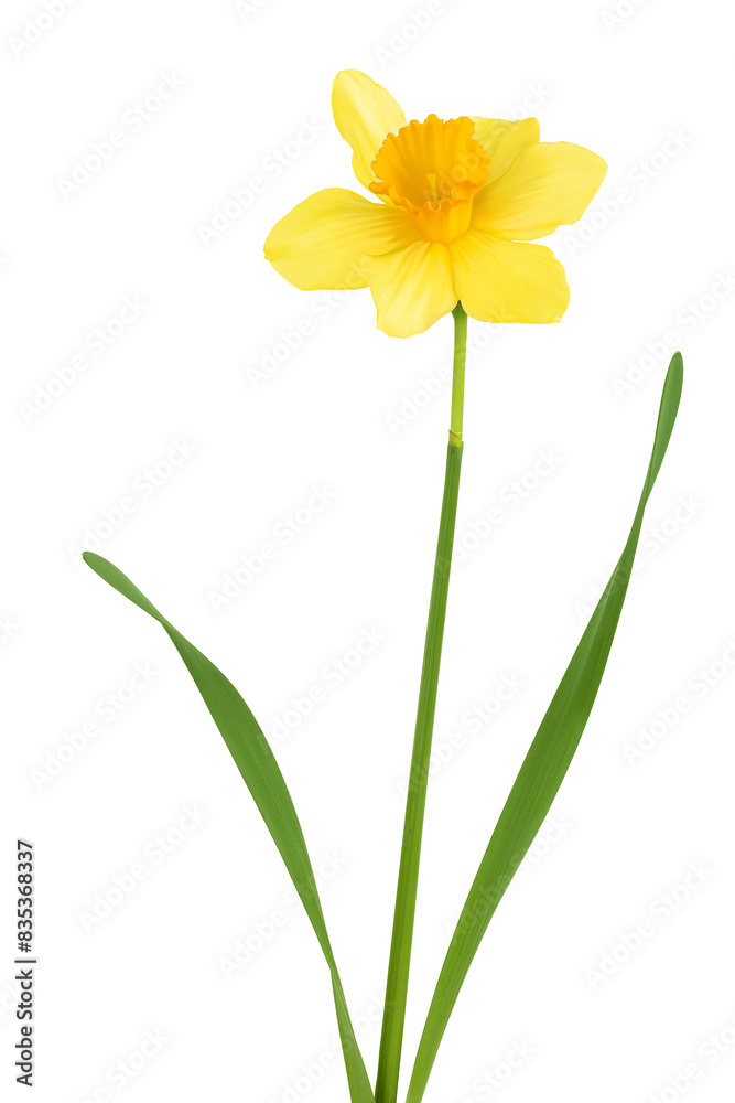 Fototapeta premium Daffodil flower or narcissus isolated on white background with full depth of field