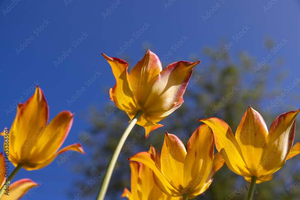 Obraz premium tulip flowers for decorating the yard in spring