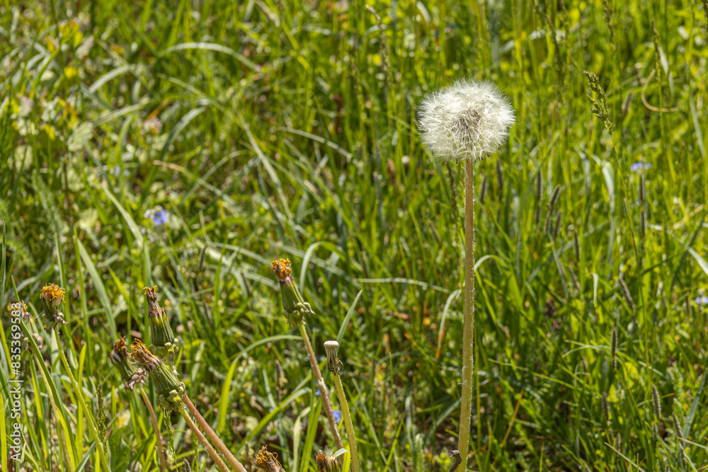 Close-up of dandelions in a sunny meadow, with delicate seed heads ready to disperse. The lush green grass and wildflowers provide a vibrant and natural background. Copy space available Close-up of dandelions in a sunny meadow, with delicate seed heads ready to disperse. The lush green grass and wildflowers provide a vibrant and natural background. Copy space available