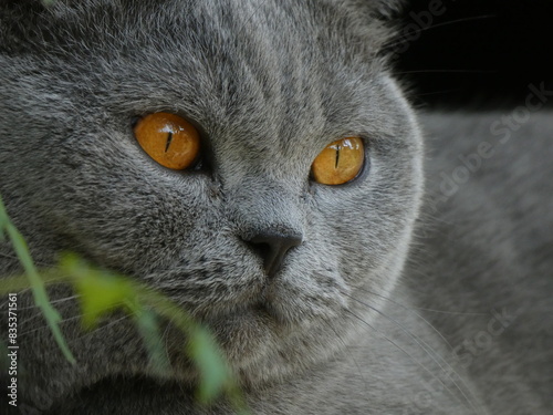 british shorthair cat
