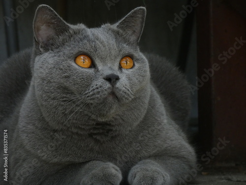 british shorthair cat