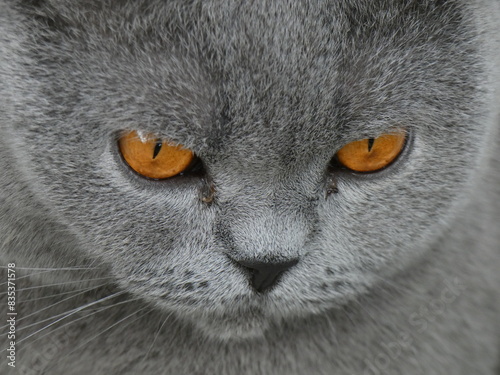 british shorthair cat