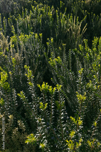 Vertical background of dark green dense vegetation