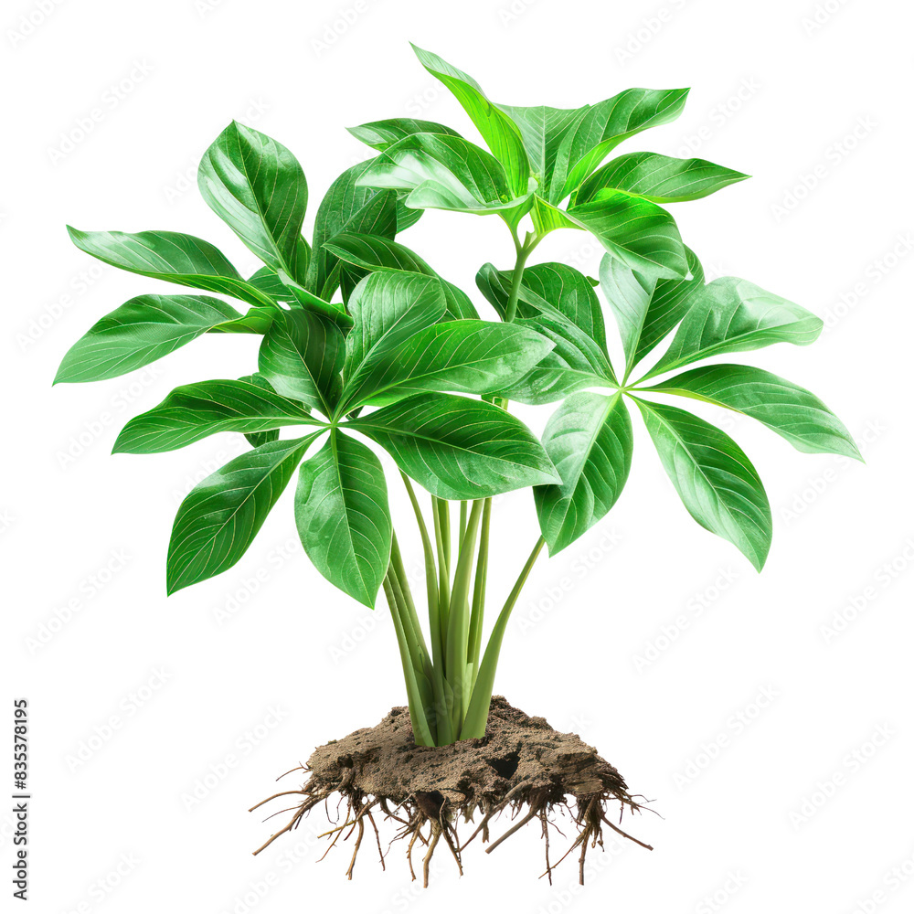 Fototapeta premium Illustration of a vibrant tropical plant with lush green leaves and visible roots isolated on a white background. transparent backgrounds