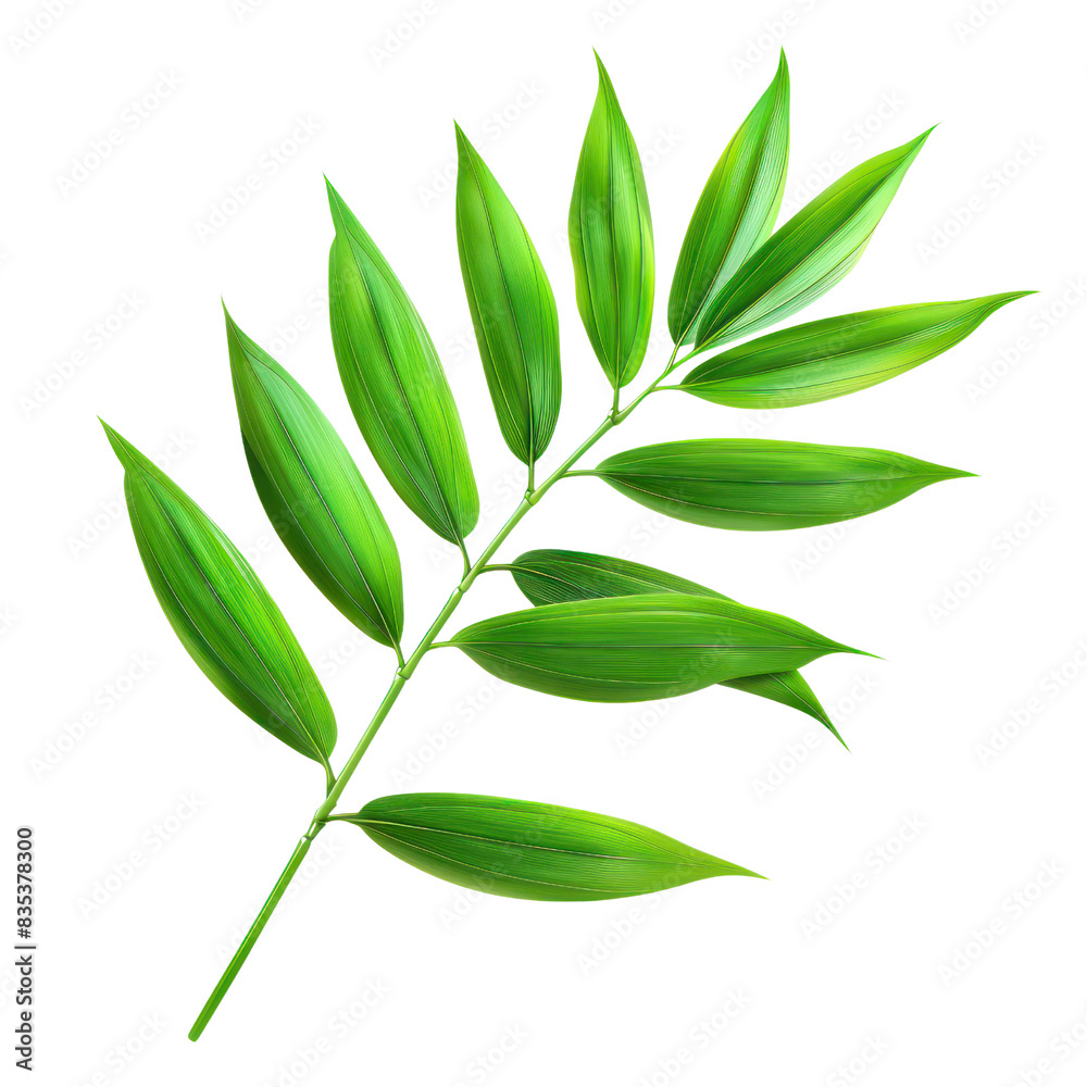 Fototapeta premium Illustration of green tropical palm leaf isolated on a white background. Perfect for botanical, nature, and decorative purposes. transparent backgrounds