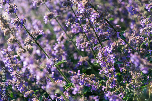 Summy summer purple lavender field	 photo