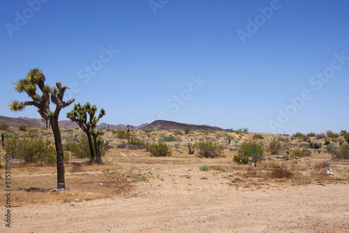 Yucca Valley California Desert Landscape
