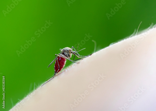 small nasty insect mosquito sucked blood from human skin in the summer garden