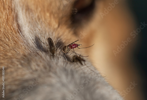 nasty insects mosquitoes stick around the dog and drink blood painfully sucki...