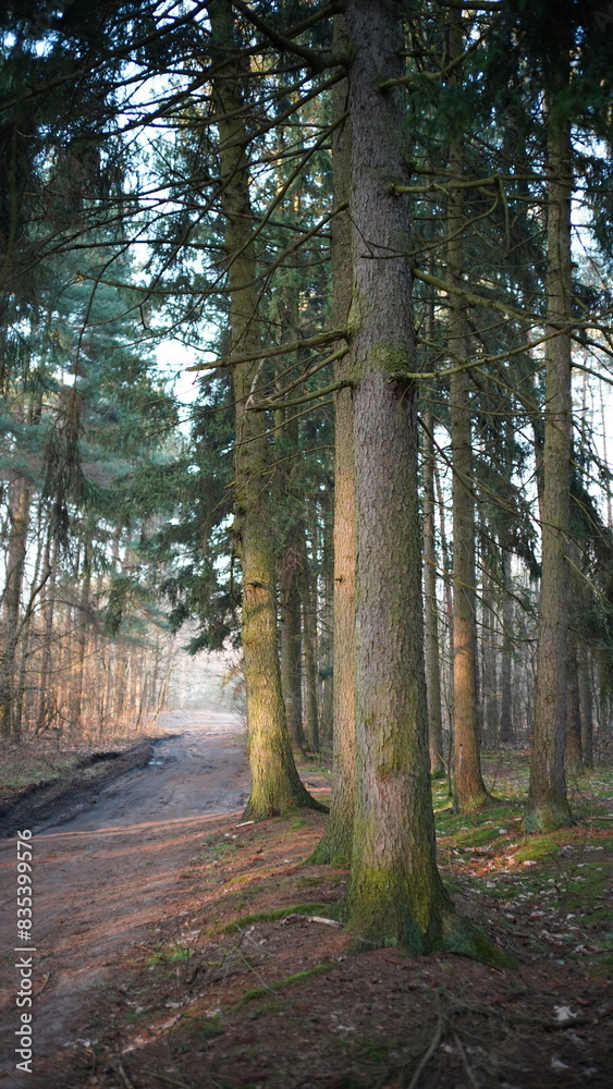 Obraz premium Drzewa i przyroda w lesie