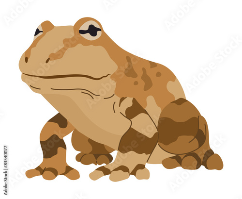 Frog or toad  amphibian animal. Type of froggy. Exotic tropical reptile. Flat vector illustration on white background
